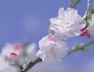 桃の節句に飾る桃の花の意味と家庭で華やかに楽しむコツ